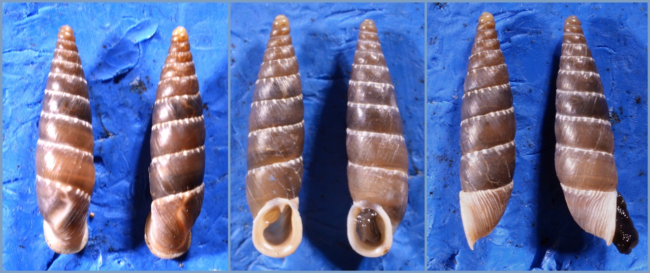 Leucostigma allo specchio